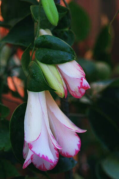 This website is devoted to the Copihue (the Araucanian name for Lapageria rosea), the national flower of Chile. I've only been growing Lapagerias for 15 years, but I've benefited from great advice given by some masters of their cultivation.
